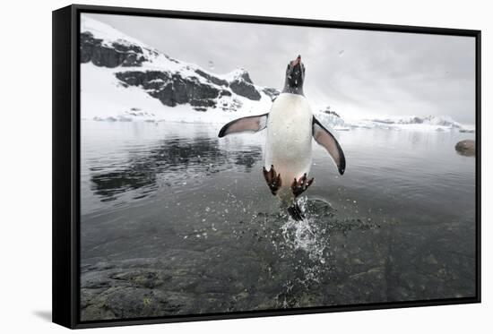 Gentoo Penguin (Pygoscelis Papua) Jumping Out of the Sea-Ben Cranke-Framed Stretched Canvas