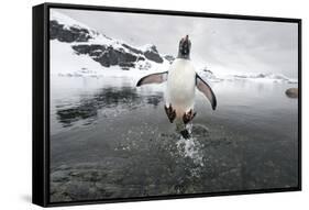 Gentoo Penguin (Pygoscelis Papua) Jumping Out of the Sea-Ben Cranke-Framed Stretched Canvas