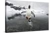 Gentoo Penguin (Pygoscelis Papua) Jumping Out of the Sea-Ben Cranke-Stretched Canvas