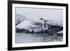 Gentoo Penguin (Pygoscelis Papua) Leaping into the Sea at Booth Island, Antarctica, Polar Regions-Michael Nolan-Framed Photographic Print