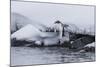 Gentoo Penguin (Pygoscelis Papua) Leaping into the Sea at Booth Island, Antarctica, Polar Regions-Michael Nolan-Mounted Photographic Print