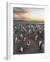 Gentoo Penguin (Pygoscelis Papua) on the Falkland Islands, Rookery-Martin Zwick-Framed Photographic Print