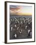 Gentoo Penguin (Pygoscelis Papua) on the Falkland Islands, Rookery-Martin Zwick-Framed Photographic Print