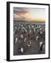 Gentoo Penguin (Pygoscelis Papua) on the Falkland Islands, Rookery-Martin Zwick-Framed Photographic Print