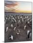 Gentoo Penguin (Pygoscelis Papua) on the Falkland Islands, Rookery-Martin Zwick-Mounted Photographic Print