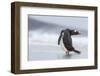 Gentoo Penguin (Pygoscelis Papua) on the Falkland Islands-Martin Zwick-Framed Photographic Print