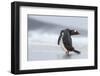 Gentoo Penguin (Pygoscelis Papua) on the Falkland Islands-Martin Zwick-Framed Photographic Print