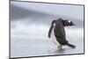 Gentoo Penguin (Pygoscelis Papua) on the Falkland Islands-Martin Zwick-Mounted Photographic Print