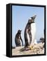 Gentoo Penguin (Pygoscelis Papua) on the Falkland Islands-Martin Zwick-Framed Stretched Canvas