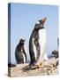 Gentoo Penguin (Pygoscelis Papua) on the Falkland Islands-Martin Zwick-Stretched Canvas