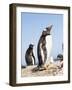 Gentoo Penguin (Pygoscelis Papua) on the Falkland Islands-Martin Zwick-Framed Photographic Print