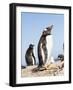 Gentoo Penguin (Pygoscelis Papua) on the Falkland Islands-Martin Zwick-Framed Photographic Print