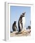 Gentoo Penguin (Pygoscelis Papua) on the Falkland Islands-Martin Zwick-Framed Photographic Print