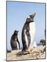 Gentoo Penguin (Pygoscelis Papua) on the Falkland Islands-Martin Zwick-Mounted Photographic Print