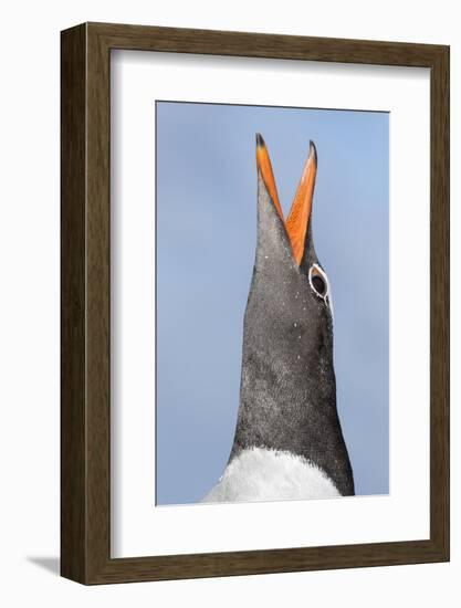 Gentoo Penguin (Pygoscelis Papua) on the Falkland Islands-Martin Zwick-Framed Photographic Print