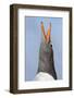 Gentoo Penguin (Pygoscelis Papua) on the Falkland Islands-Martin Zwick-Framed Photographic Print