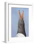 Gentoo Penguin (Pygoscelis Papua) on the Falkland Islands-Martin Zwick-Framed Photographic Print