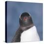 Gentoo Penguin (Pygoscelis Papua) Portrait, Antarctica-Mark Taylor-Stretched Canvas