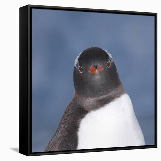 Gentoo Penguin (Pygoscelis Papua) Portrait, Antarctica-Mark Taylor-Framed Stretched Canvas