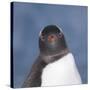 Gentoo Penguin (Pygoscelis Papua) Portrait, Antarctica-Mark Taylor-Stretched Canvas