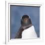 Gentoo Penguin (Pygoscelis Papua) Portrait, Antarctica-Mark Taylor-Framed Photographic Print