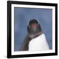 Gentoo Penguin (Pygoscelis Papua) Portrait, Antarctica-Mark Taylor-Framed Photographic Print