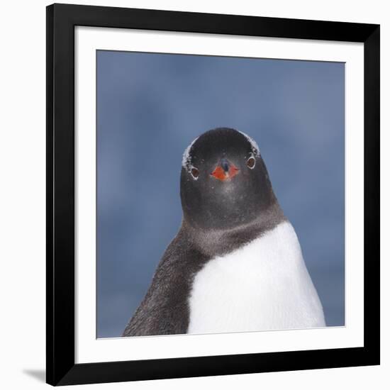 Gentoo Penguin (Pygoscelis Papua) Portrait, Antarctica-Mark Taylor-Framed Photographic Print