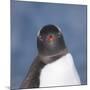 Gentoo Penguin (Pygoscelis Papua) Portrait, Antarctica-Mark Taylor-Mounted Photographic Print