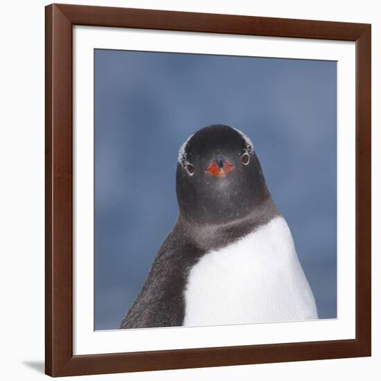 Gentoo Penguin (Pygoscelis Papua) Portrait, Antarctica-Mark Taylor-Framed Photographic Print