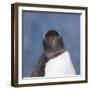 Gentoo Penguin (Pygoscelis Papua) Portrait, Antarctica-Mark Taylor-Framed Photographic Print