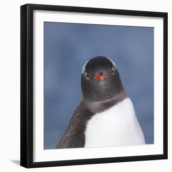 Gentoo Penguin (Pygoscelis Papua) Portrait, Antarctica-Mark Taylor-Framed Photographic Print