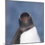 Gentoo Penguin (Pygoscelis Papua) Portrait, Antarctica-Mark Taylor-Mounted Photographic Print