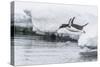 Gentoo Penguin (Pygoscelis Papua) Returning to the Sea to Feed at Dorian Bay, Antarctica-Michael Nolan-Stretched Canvas