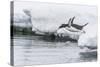 Gentoo Penguin (Pygoscelis Papua) Returning to the Sea to Feed at Dorian Bay, Antarctica-Michael Nolan-Stretched Canvas