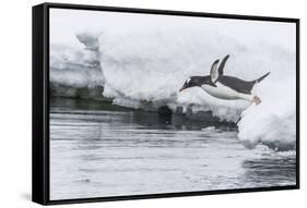 Gentoo Penguin (Pygoscelis Papua) Returning to the Sea to Feed at Dorian Bay, Antarctica-Michael Nolan-Framed Stretched Canvas