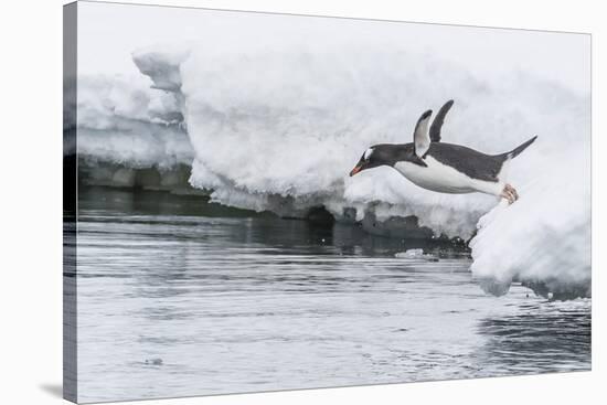 Gentoo Penguin (Pygoscelis Papua) Returning to the Sea to Feed at Dorian Bay, Antarctica-Michael Nolan-Stretched Canvas