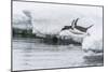 Gentoo Penguin (Pygoscelis Papua) Returning to the Sea to Feed at Dorian Bay, Antarctica-Michael Nolan-Mounted Photographic Print