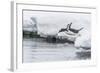 Gentoo Penguin (Pygoscelis Papua) Returning to the Sea to Feed at Dorian Bay, Antarctica-Michael Nolan-Framed Photographic Print