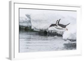 Gentoo Penguin (Pygoscelis Papua) Returning to the Sea to Feed at Dorian Bay, Antarctica-Michael Nolan-Framed Photographic Print