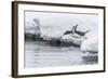 Gentoo Penguin (Pygoscelis Papua) Returning to the Sea to Feed at Dorian Bay, Antarctica-Michael Nolan-Framed Photographic Print