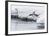 Gentoo Penguin (Pygoscelis Papua) Returning to the Sea to Feed at Dorian Bay, Antarctica-Michael Nolan-Framed Photographic Print