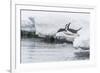 Gentoo Penguin (Pygoscelis Papua) Returning to the Sea to Feed at Dorian Bay, Antarctica-Michael Nolan-Framed Photographic Print