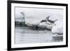 Gentoo Penguin (Pygoscelis Papua) Returning to the Sea to Feed at Dorian Bay, Antarctica-Michael Nolan-Framed Photographic Print