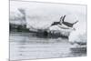 Gentoo Penguin (Pygoscelis Papua) Returning to the Sea to Feed at Dorian Bay, Antarctica-Michael Nolan-Mounted Photographic Print