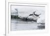 Gentoo Penguin (Pygoscelis Papua) Returning to the Sea to Feed at Dorian Bay, Antarctica-Michael Nolan-Framed Photographic Print