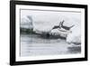 Gentoo Penguin (Pygoscelis Papua) Returning to the Sea to Feed at Dorian Bay, Antarctica-Michael Nolan-Framed Photographic Print