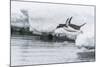 Gentoo Penguin (Pygoscelis Papua) Returning to the Sea to Feed at Dorian Bay, Antarctica-Michael Nolan-Mounted Photographic Print