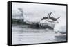 Gentoo Penguin (Pygoscelis Papua) Returning to the Sea to Feed at Dorian Bay, Antarctica-Michael Nolan-Framed Stretched Canvas