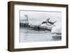 Gentoo Penguin (Pygoscelis Papua) Returning to the Sea to Feed at Dorian Bay, Antarctica-Michael Nolan-Framed Photographic Print