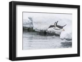 Gentoo Penguin (Pygoscelis Papua) Returning to the Sea to Feed at Dorian Bay, Antarctica-Michael Nolan-Framed Photographic Print